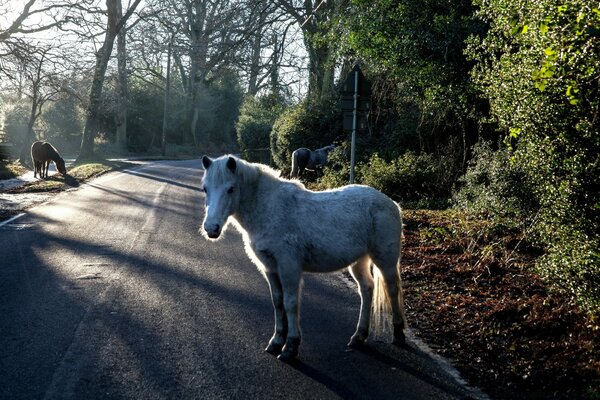 A white horse is standing on the track