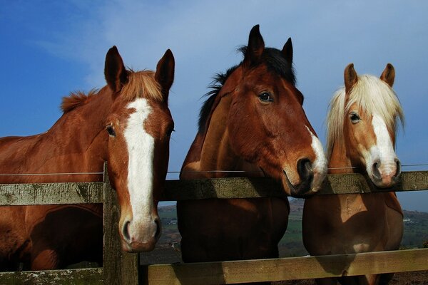 Grâce et charme des chevaux