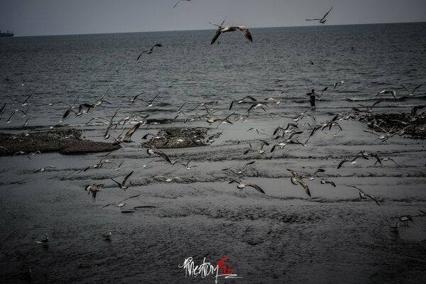 A flock of seagulls over the waves of the sea