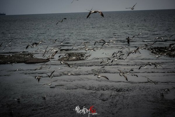 一群海鸥在海浪上