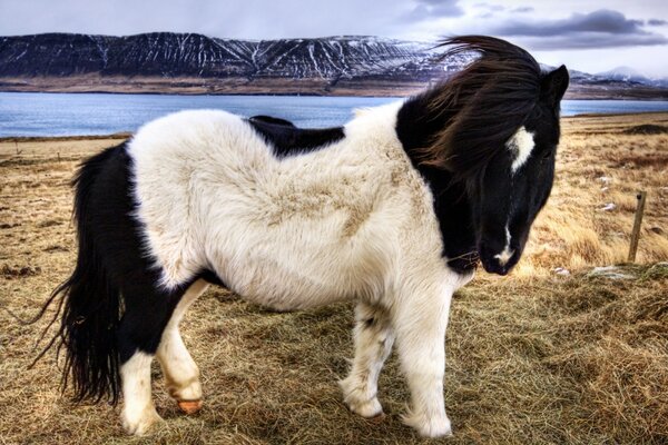 A horse on a farm. Beautiful views and animals