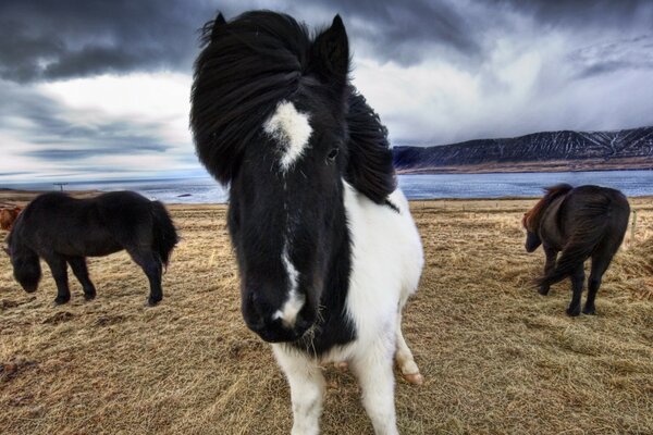 Gioco del nero con il bianco sulla faccia del cavallo