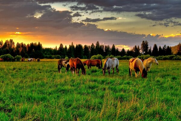 Horses in the pasture during haymaking