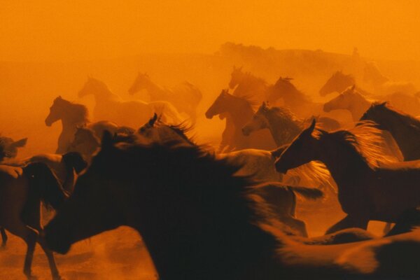 A herd of adult horses hurries into the sunset