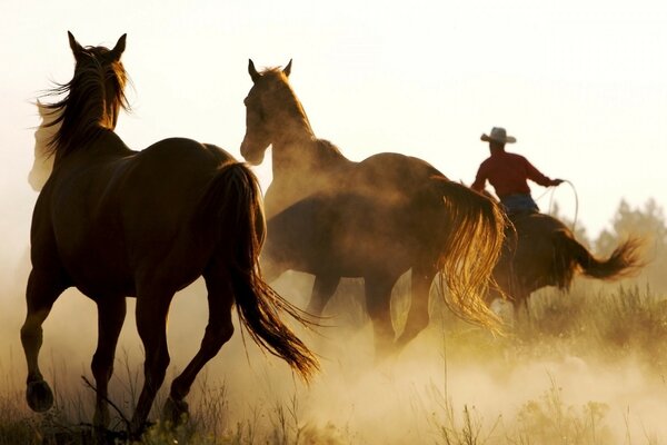 Coveiro não conduzam cavalos Não tenho pressa.