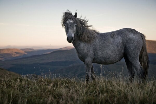 Cavalo cinza incomum contra o pano de fundo da bela natureza