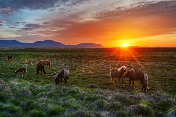 Chevaux paissent dans le champ au coucher du soleil