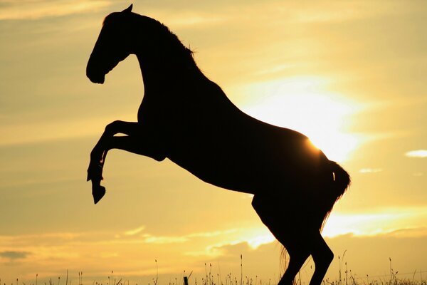 Das Pferd erhebt sich vor dem Hintergrund der Sonne auf die Beine