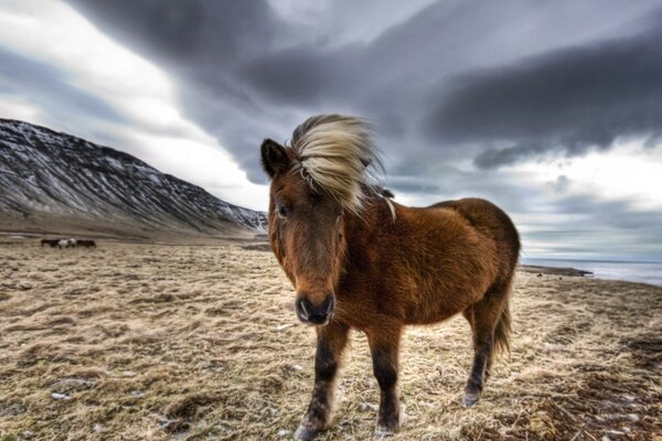 Cheval marche dans le vent fort