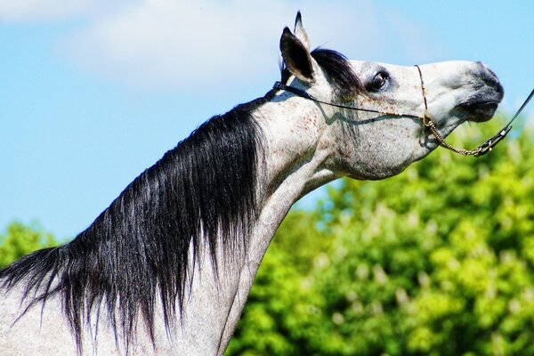 Un fedele cavallo bianco aspetta il cavaliere