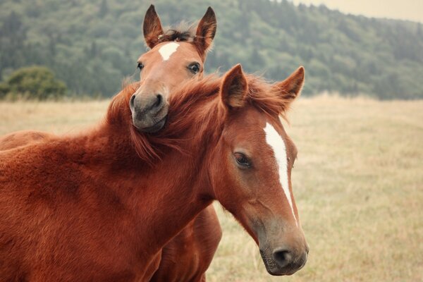 El potro abraza suavemente a su madre-caballo