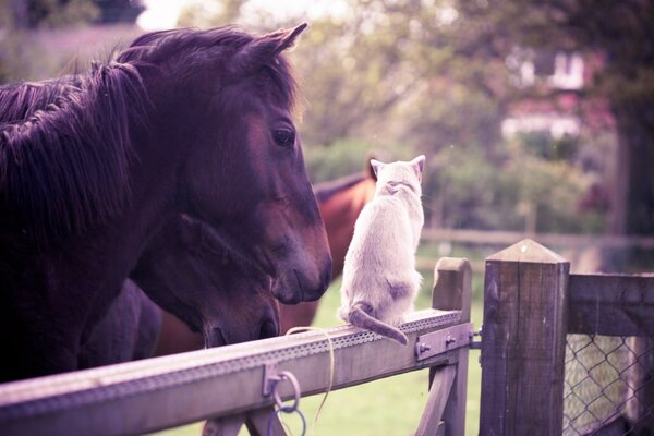الخيول في الحلبة تتواصل مع قطة بيضاء