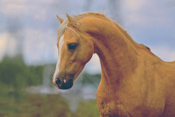 Photo of a brown horse