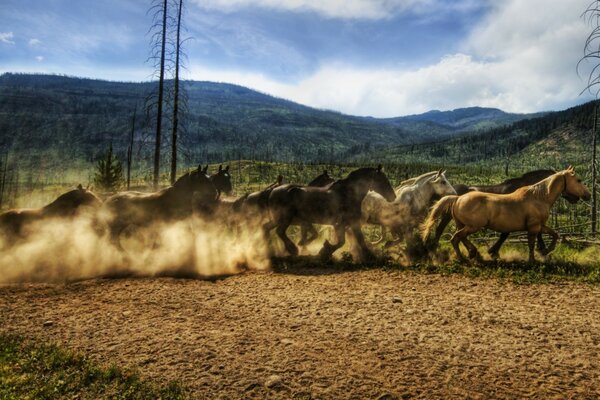 A herd of mustangs in the steppe