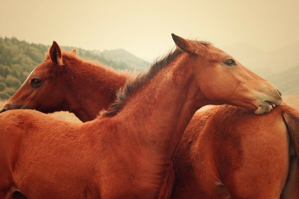 Beautiful two horses on a landscape background