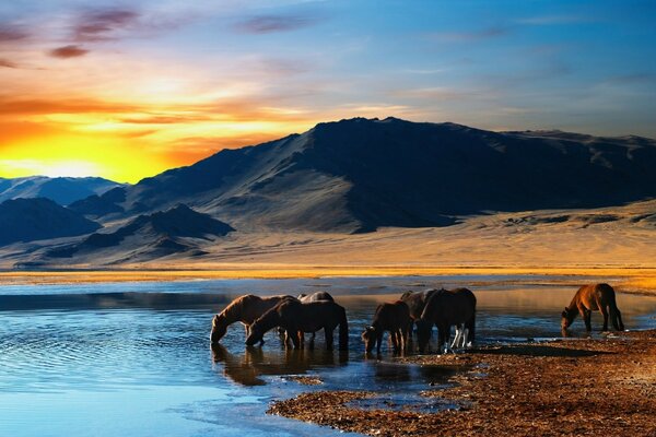 Horses drink water from the lake at dawn. Beautiful views. Journeys