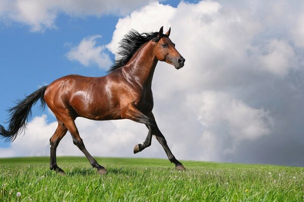 A brown horse runs across a meadow