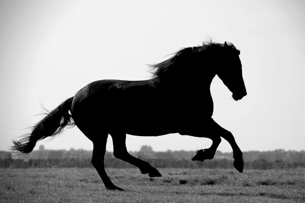 Giovane stallone cavalca un golop