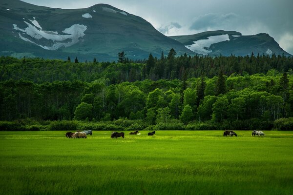 Horses graze in a field near the mountains