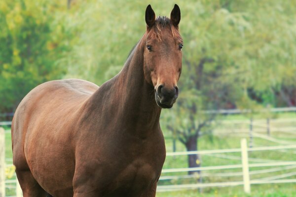 Future maman cheval dans l enclos