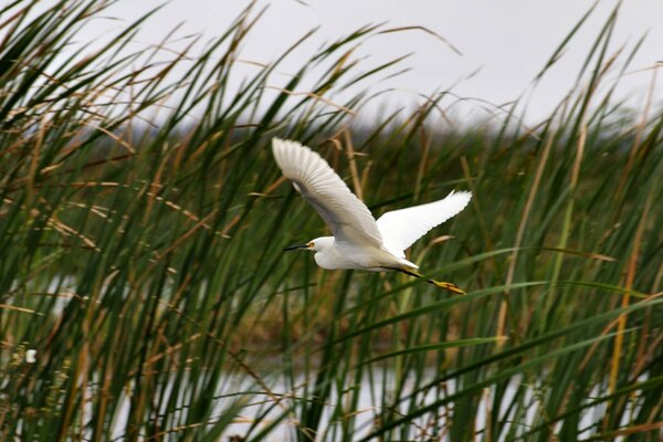 Ein Wasservogel fliegt durch das Gras