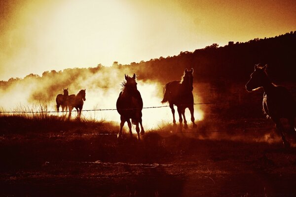 Groupe de chevaux galopant dans la lumière vive