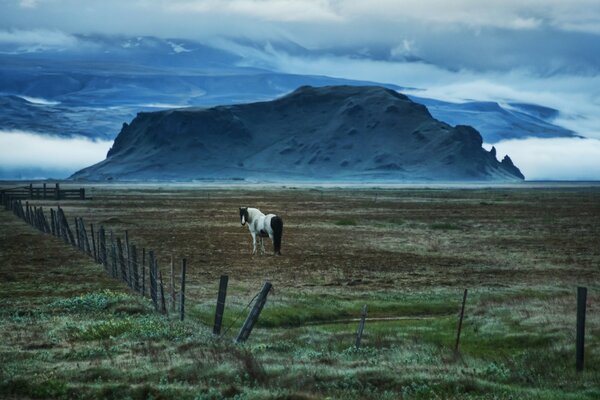 Caballo solitario en un corral cerca de una colina