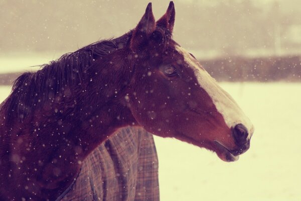 A horse in a plaid blanket looks into the distance