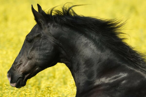 A black horse runs through a field of yellow flowers