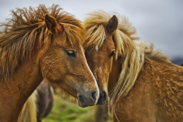 Chevaux mammifères animal cavalerie