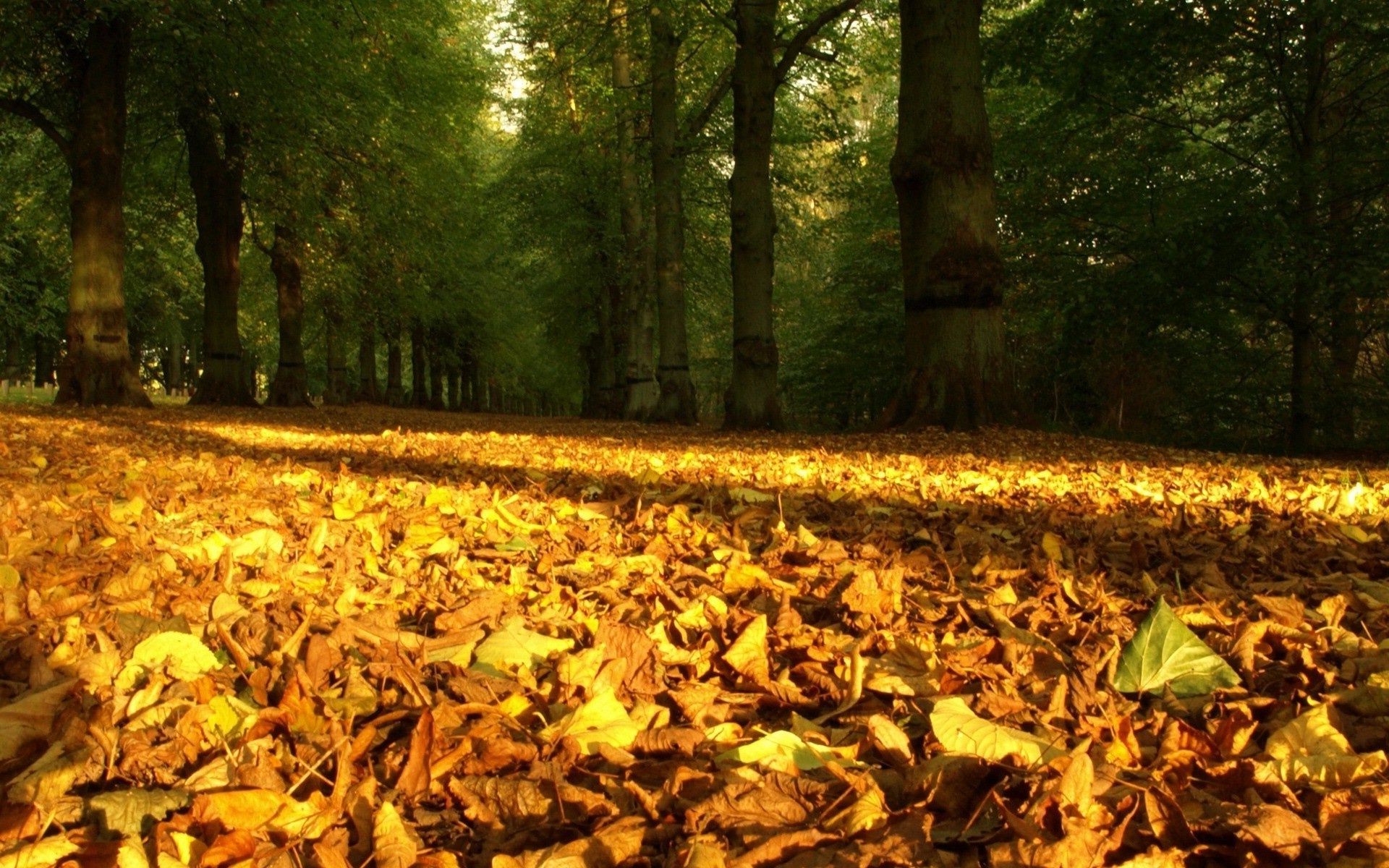 hojas otoño hoja árbol madera parque al aire libre naturaleza medio ambiente arce temporada luz del día paisaje oro escénico buen tiempo luz carretera exuberante