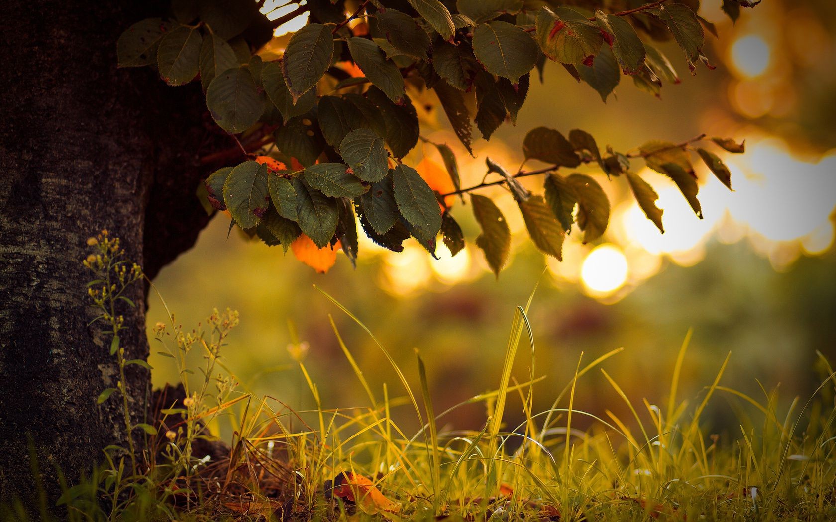 plants fall leaf tree nature color light desktop flora sun season garden gold wood fair weather bright