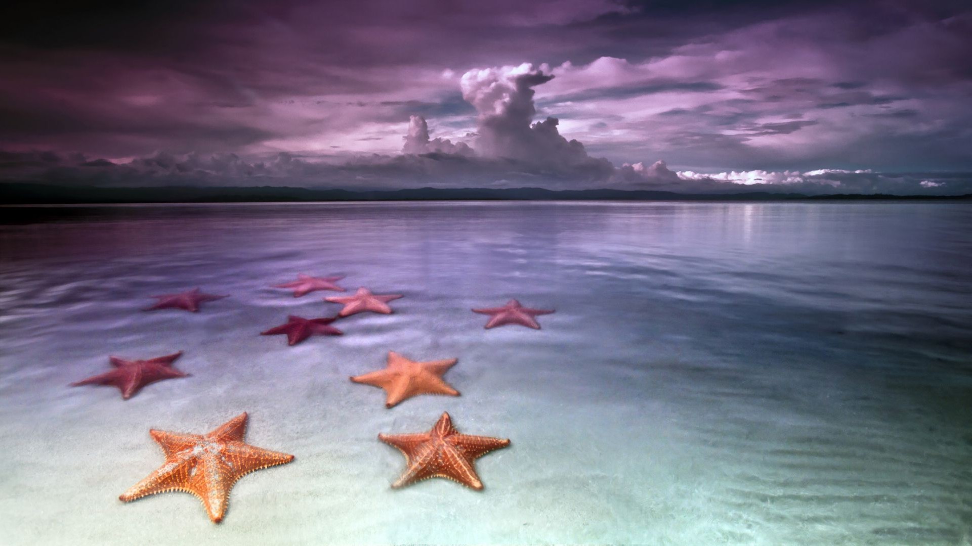 stella marina acqua mare spiaggia viaggi sabbia riflessione mare oceano estate tramonto cielo sole