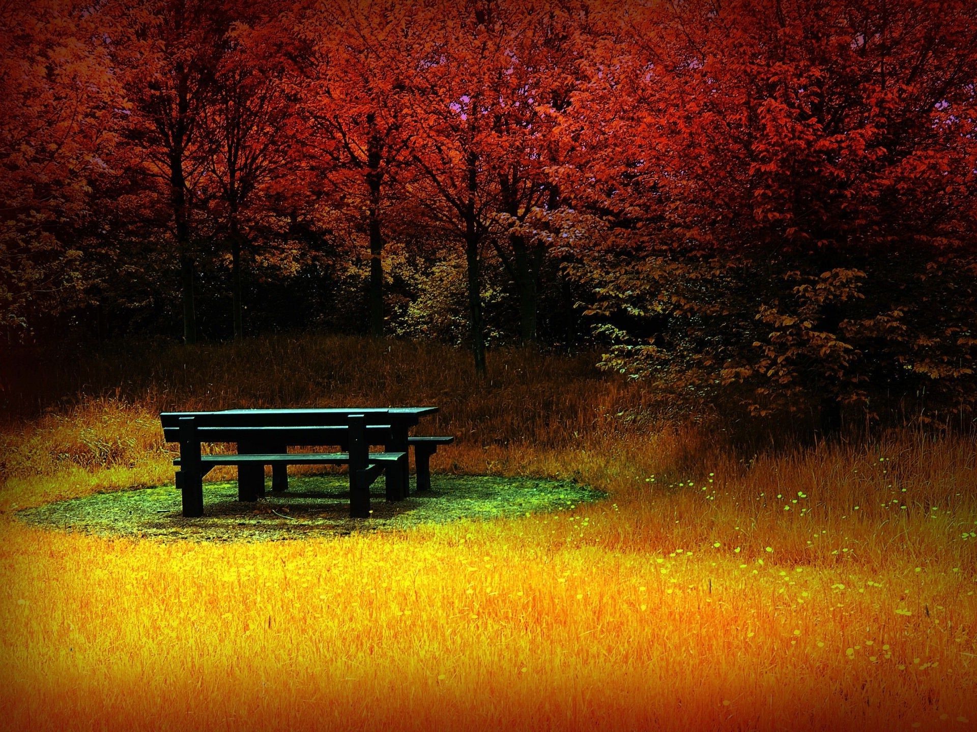 autumn dawn sunset bench evening tree outdoors landscape wood fall nature sun dusk light