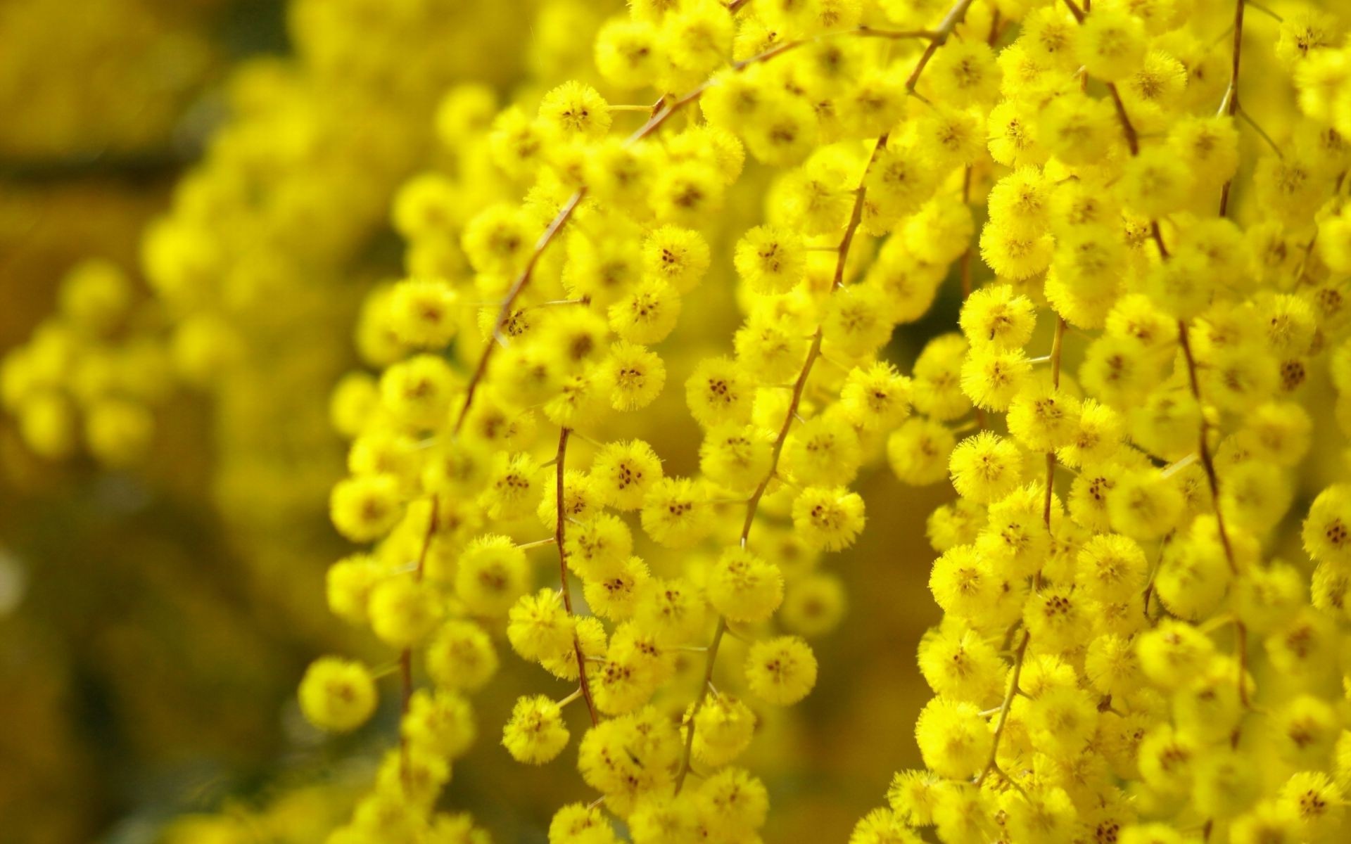 árvores natureza flora flor temporada cor brilhante close-up folha floral desktop blooming verão jardim ramo árvore bela crescimento vívido