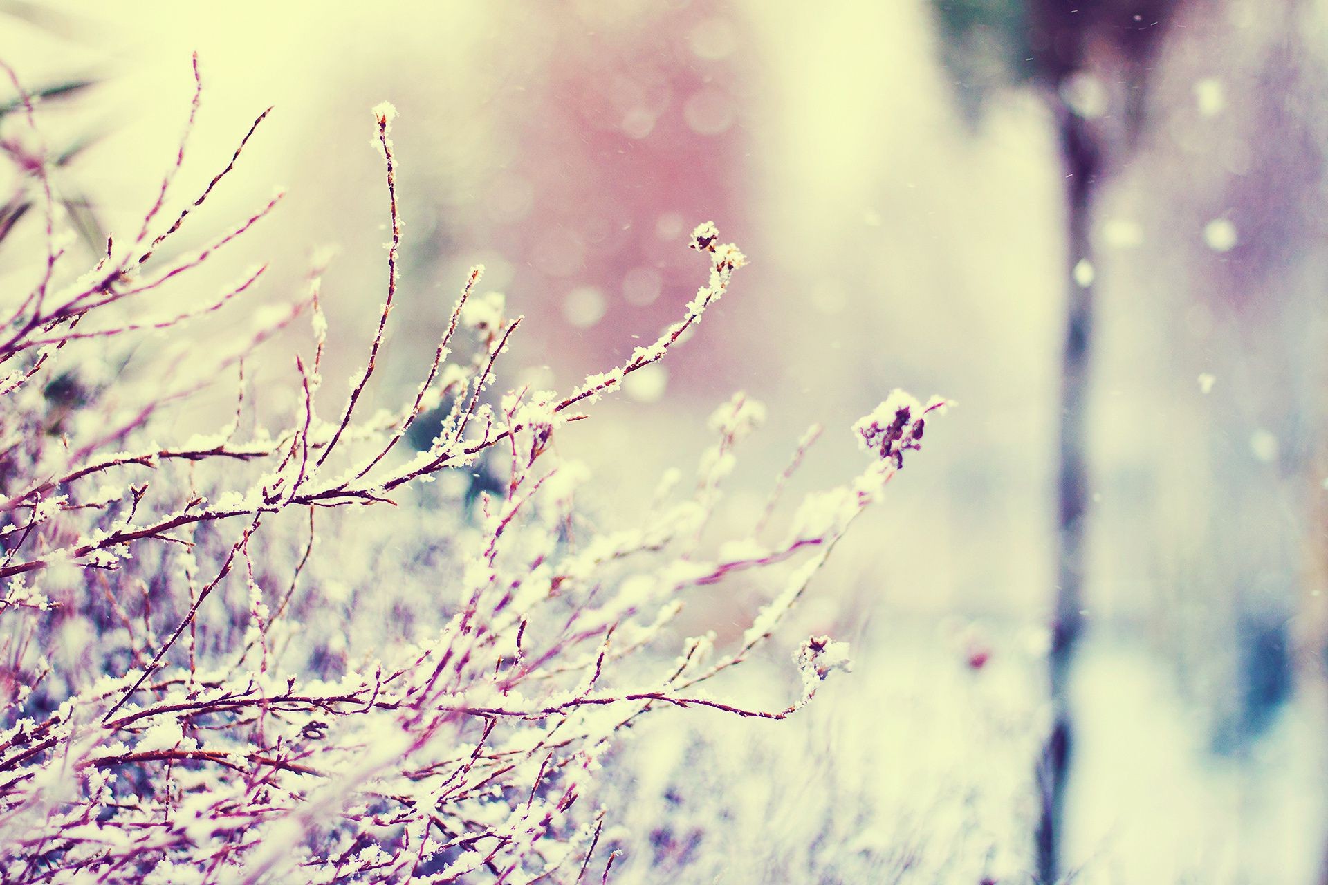 plants nature abstract winter blur art bright wallpaper outdoors snow color