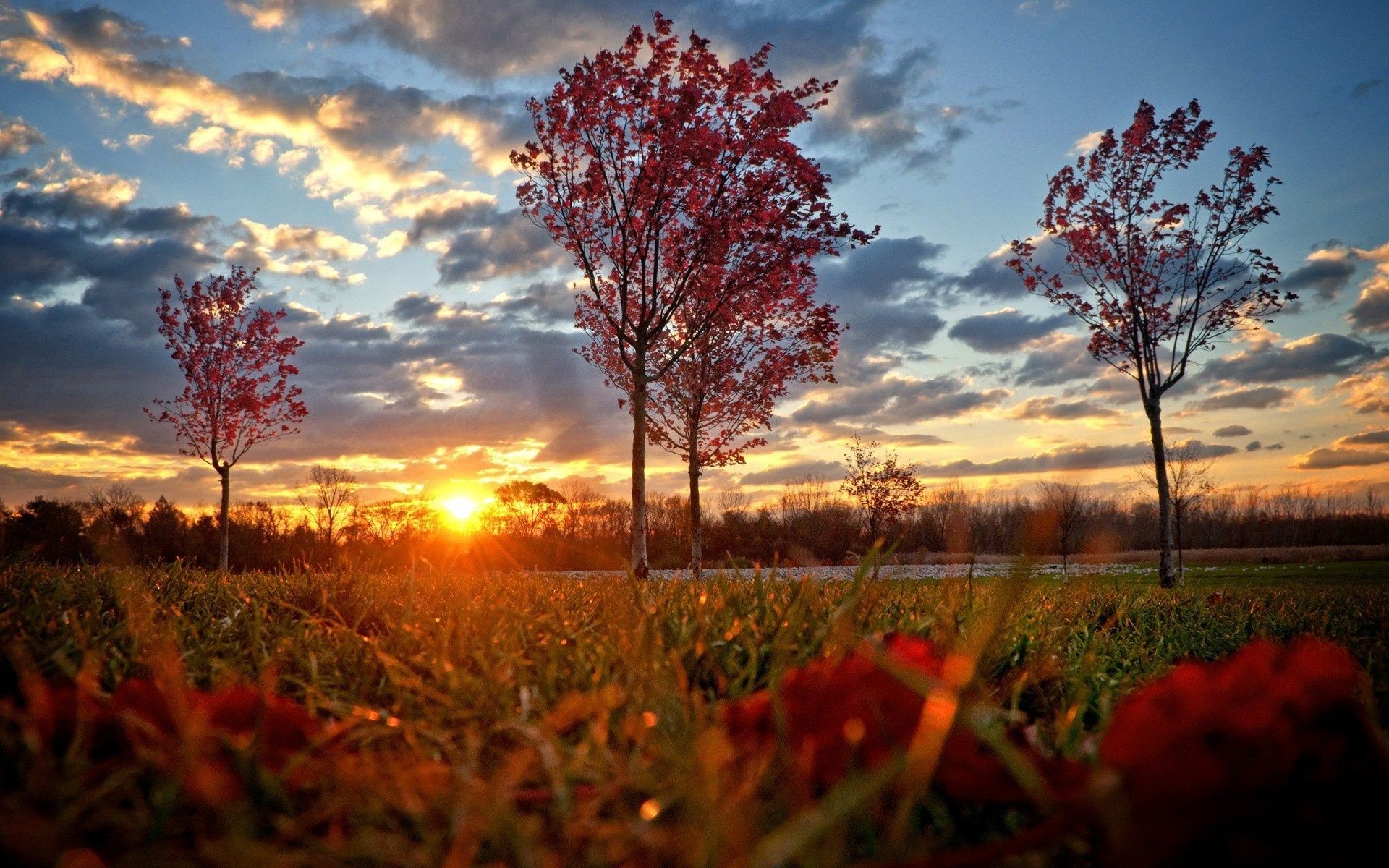 puesta de sol y amanecer otoño paisaje amanecer árbol sol naturaleza hoja puesta de sol parque oro al aire libre buen tiempo temporada campo color campo escénico brillante madera