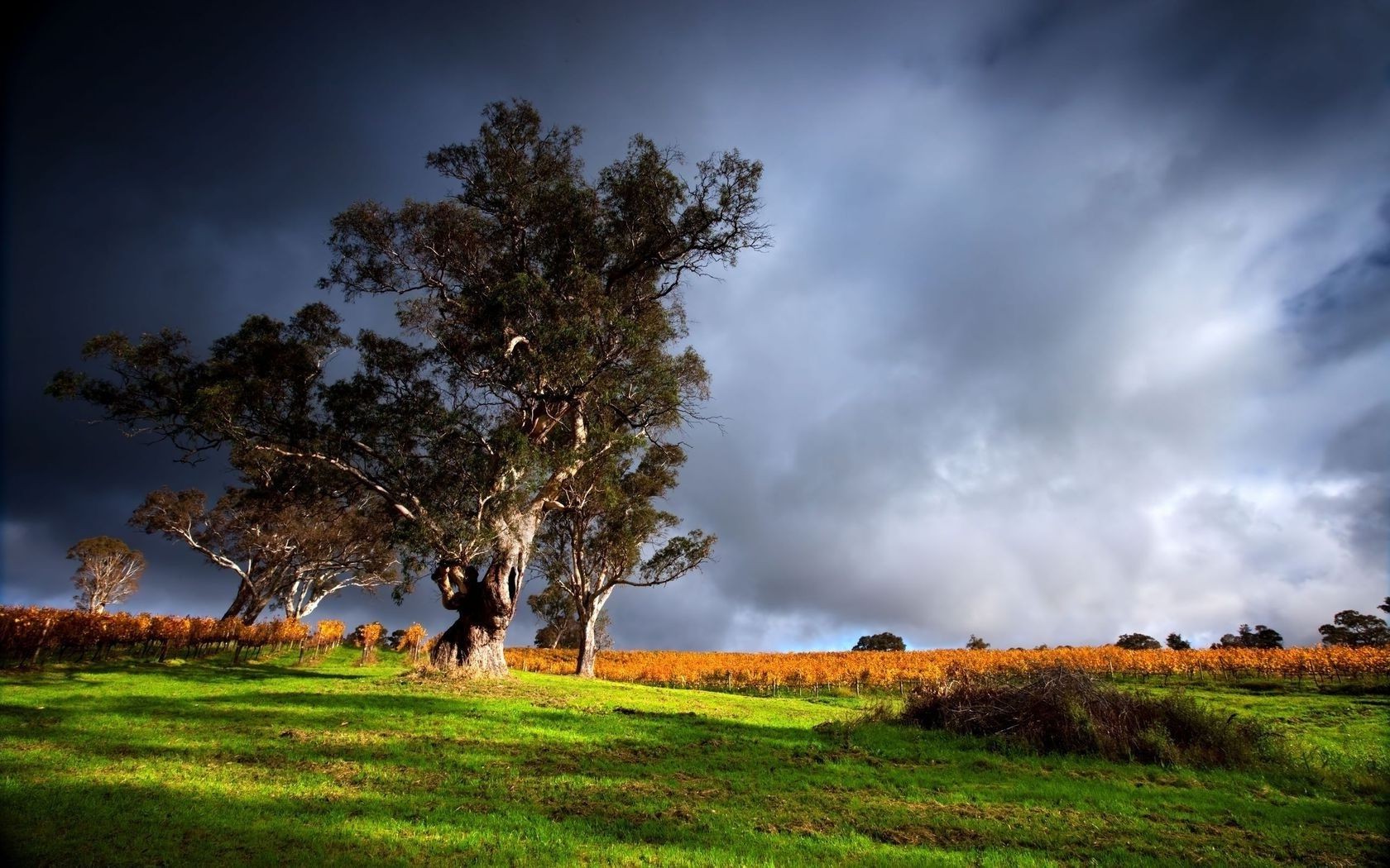 landscapes landscape tree nature grass sky field dawn farm outdoors countryside agriculture wood rural hayfield fog sun country sunset cloud