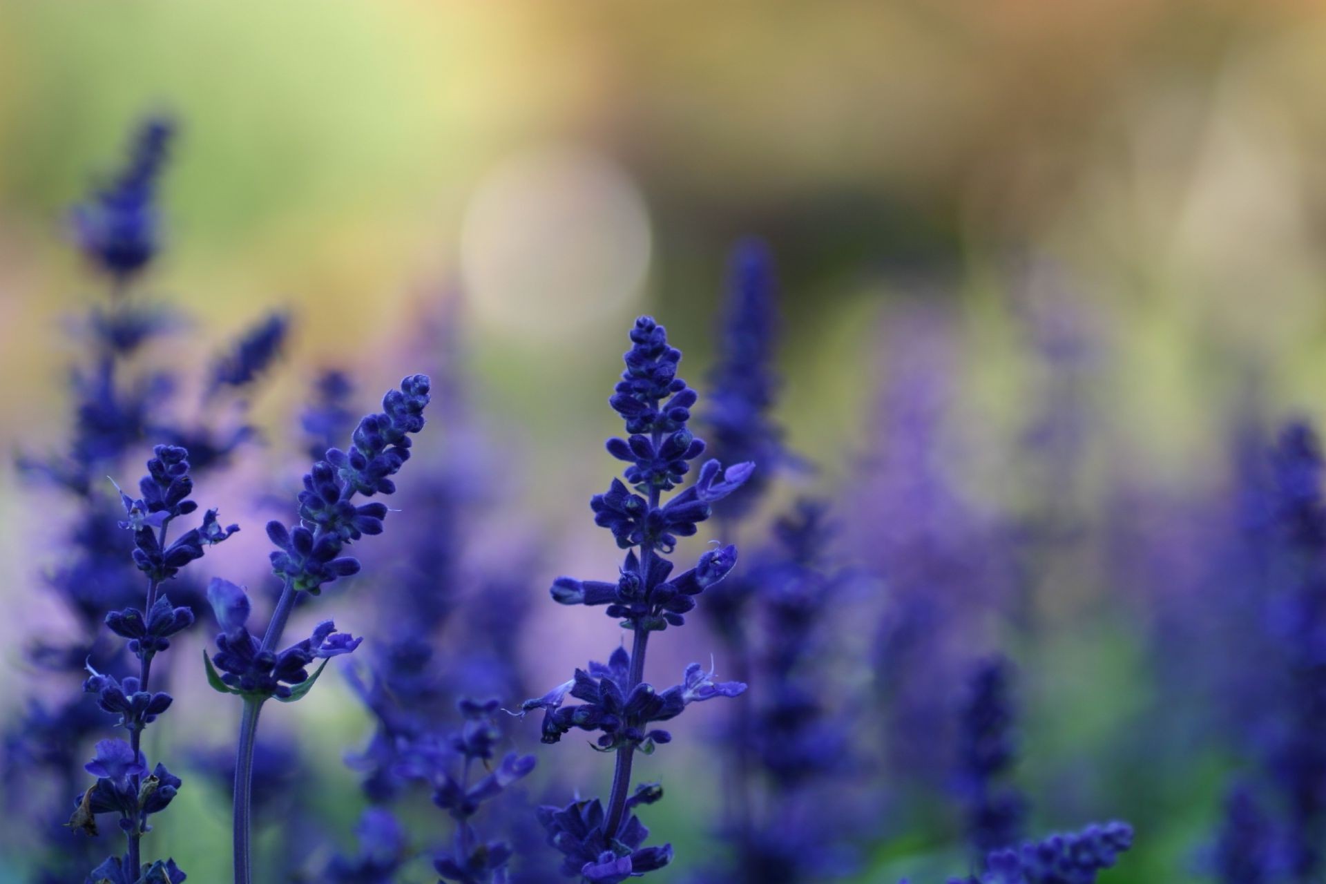 flores flor naturaleza flora campo verano jardín floral al aire libre bluming lavanda crecimiento violeta color estación hoja pétalo hierbas salvaje