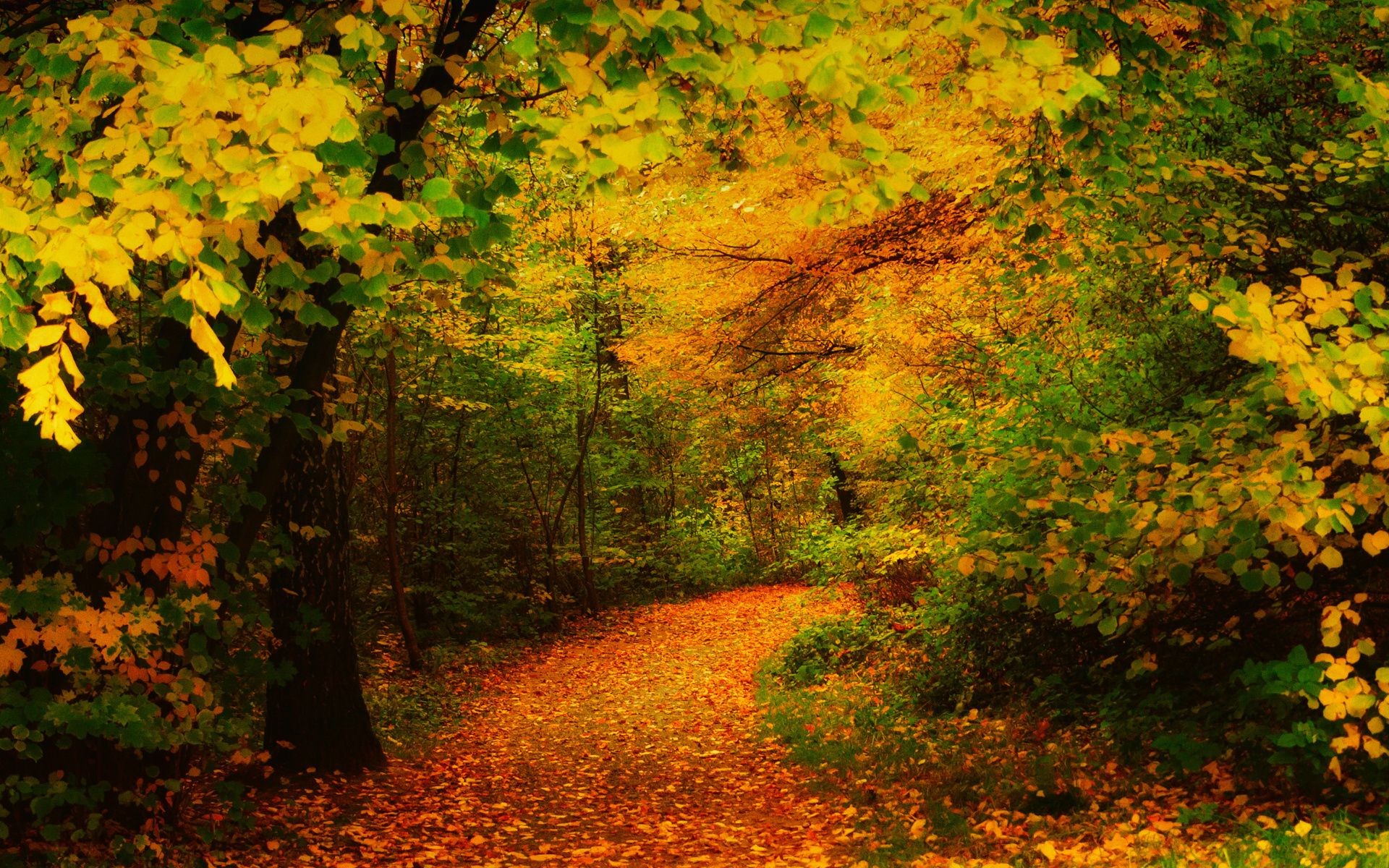 otoño otoño hoja arce árbol madera exuberante paisaje parque naturaleza al aire libre escénico temporada oro buen tiempo rama luz del día brillante cambio amanecer