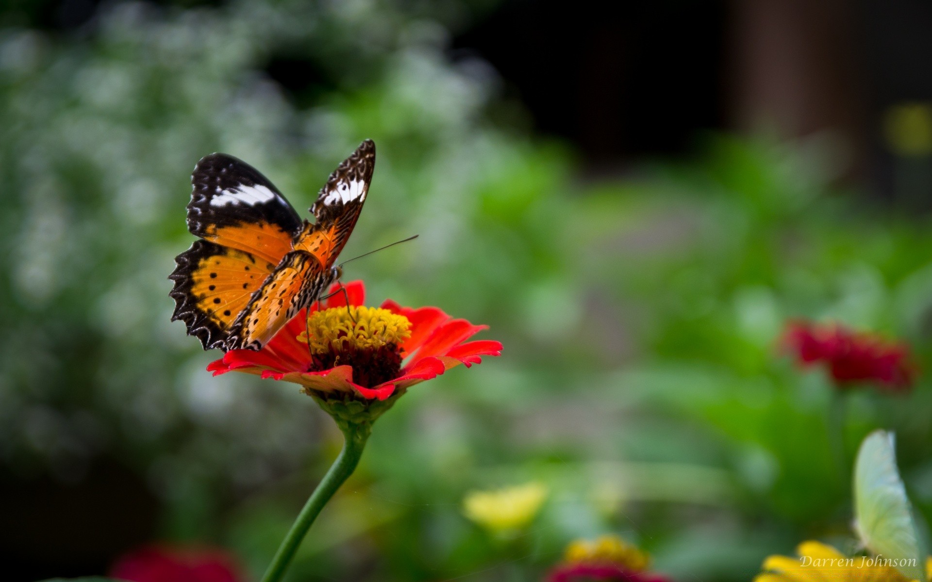 insetti farfalla natura insetto all aperto fiore estate foglia giardino luminoso fauna selvatica bel tempo colore delicato invertebrati monarca