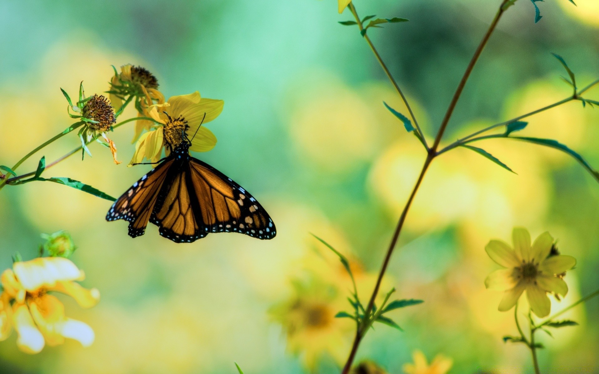 motyl natura owad lato na zewnątrz kwiat liść dobra pogoda ogród flora jasny delikatny kolor dziki dziki