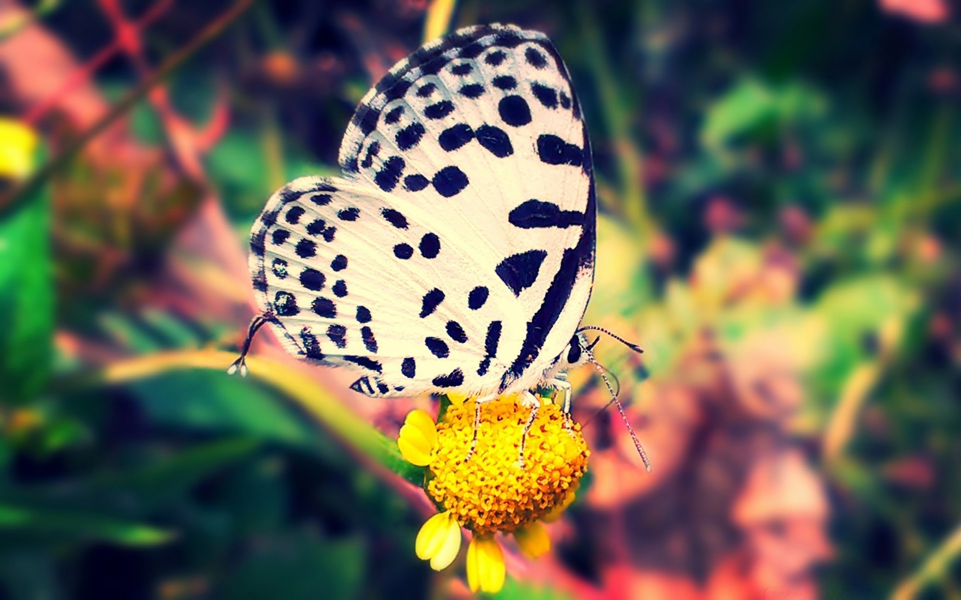 schmetterling natur insekt blume garten sommer im freien hell schön flora tierwelt farbe tier blatt wild flügel wirbellose schließen