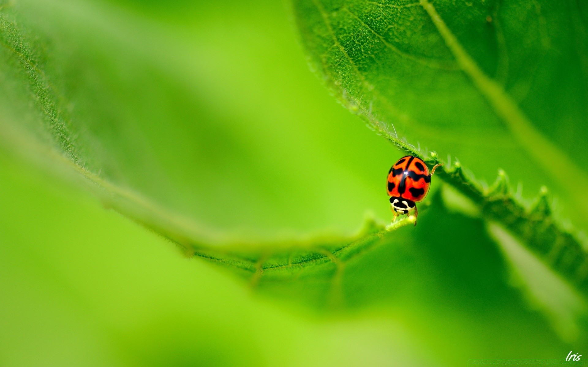 insects ladybug leaf insect rain nature dew drop flora beetle biology purity garden growth summer environment grass