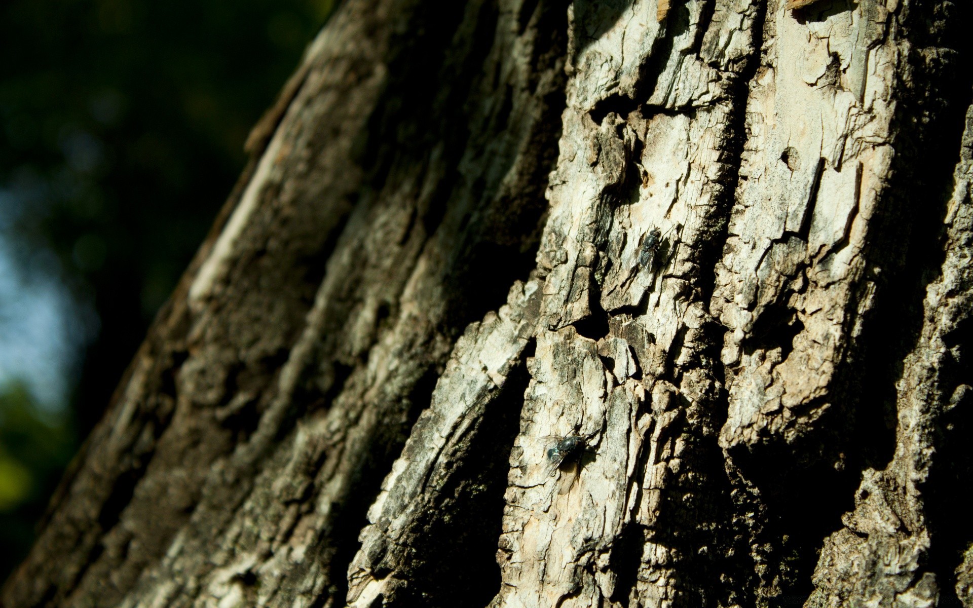 insetos casca madeira madeira textura tronco log velho áspero natureza desktop abstrato carvalho superfície padrão tecido ao ar livre toco pinho decadência