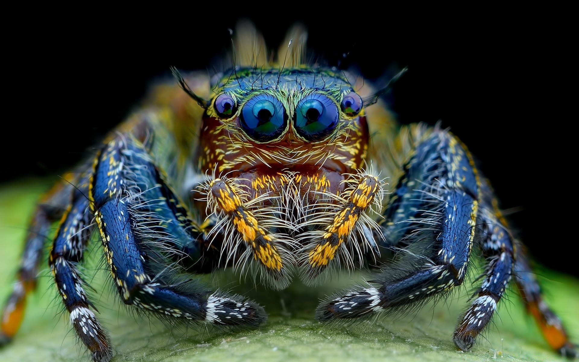 insekten tier natur tierwelt insekt wirbellose tropisch wild fische farbe aquarium kopf meer exotisch