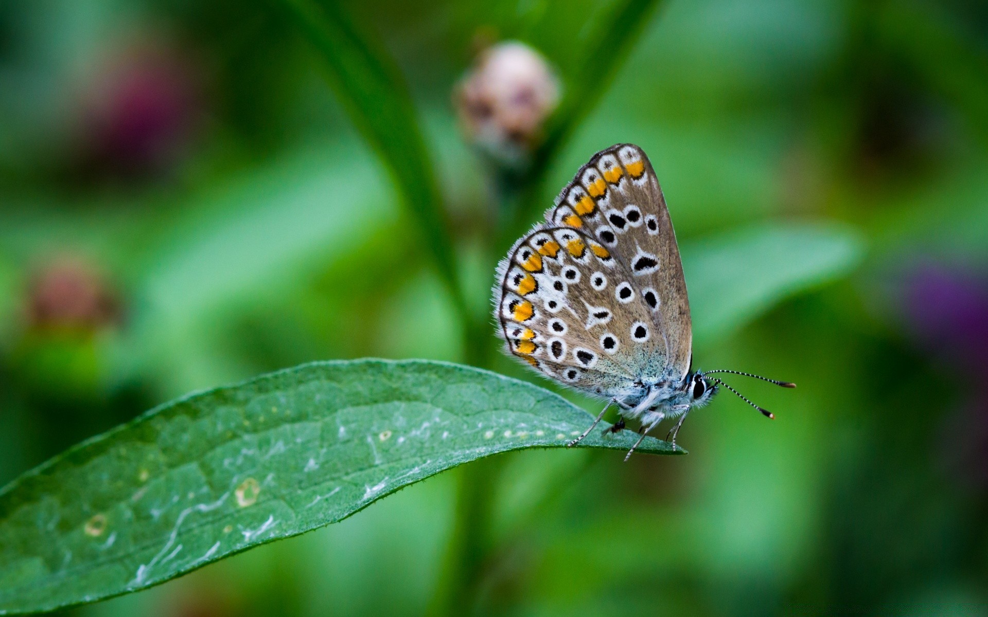 butterfly nature insect summer leaf outdoors flora bright wildlife little color close-up garden