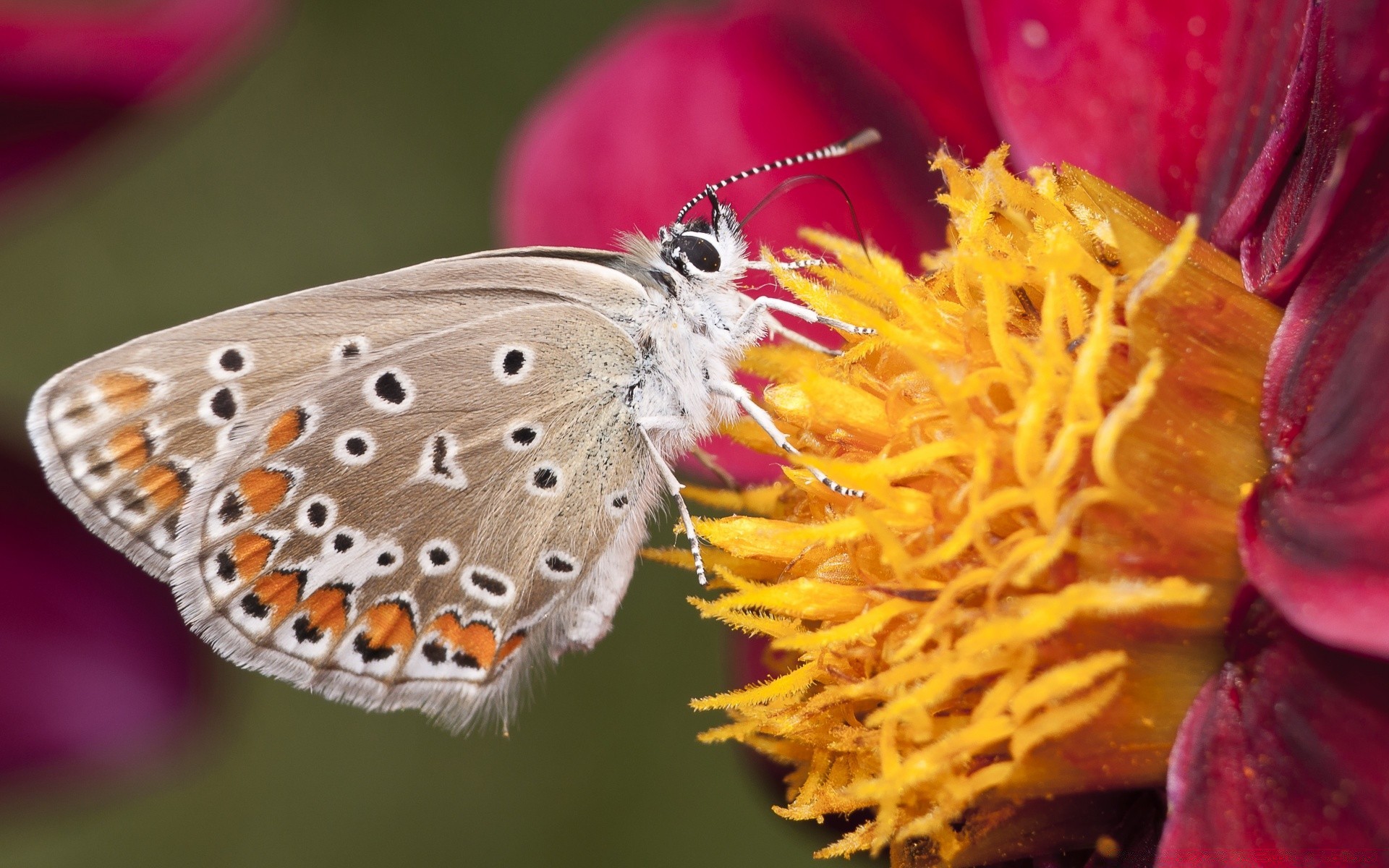 insects nature butterfly insect outdoors invertebrate flower summer flora garden color wildlife bright leaf beautiful delicate