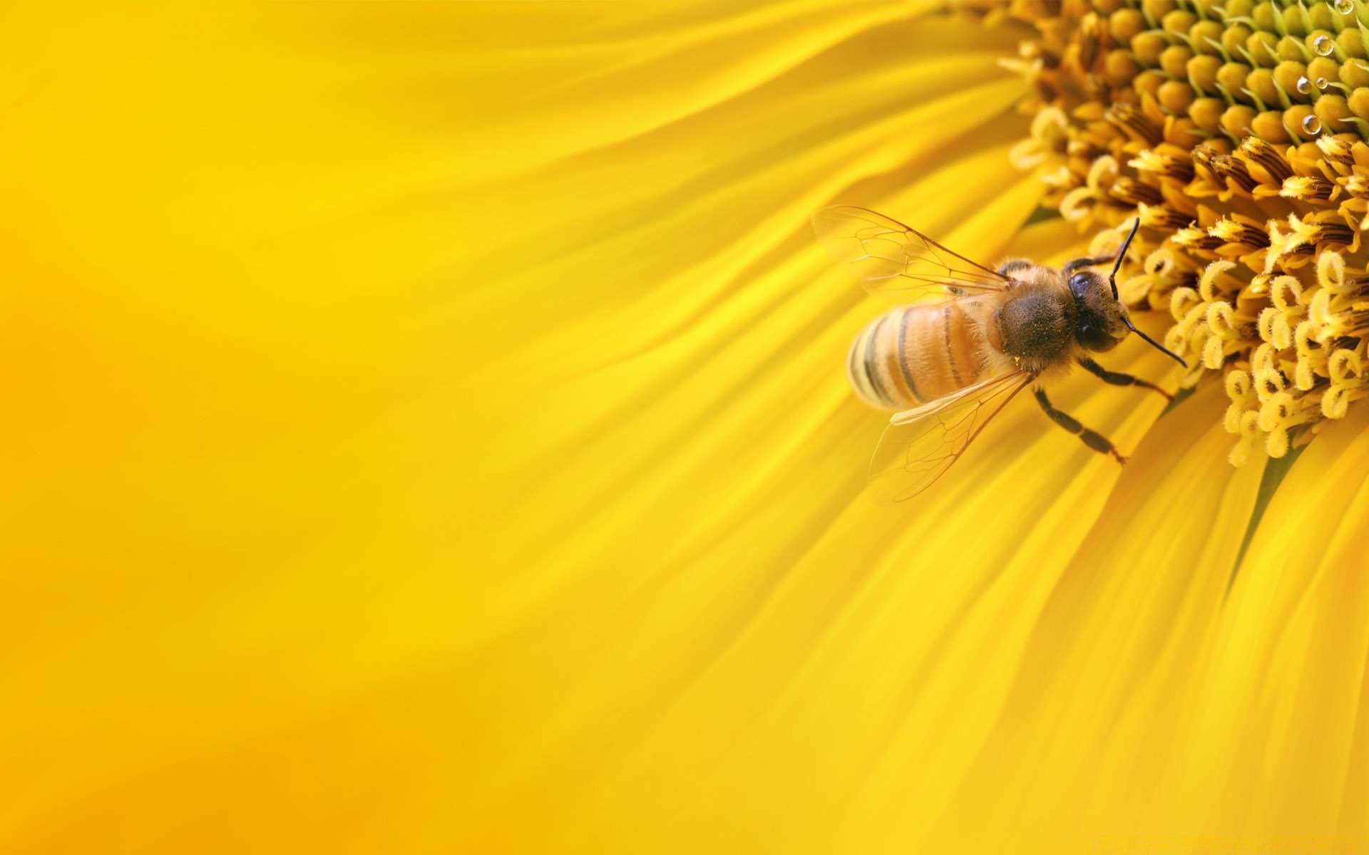 insectos naturaleza flor insecto color verano escritorio abeja flora polen