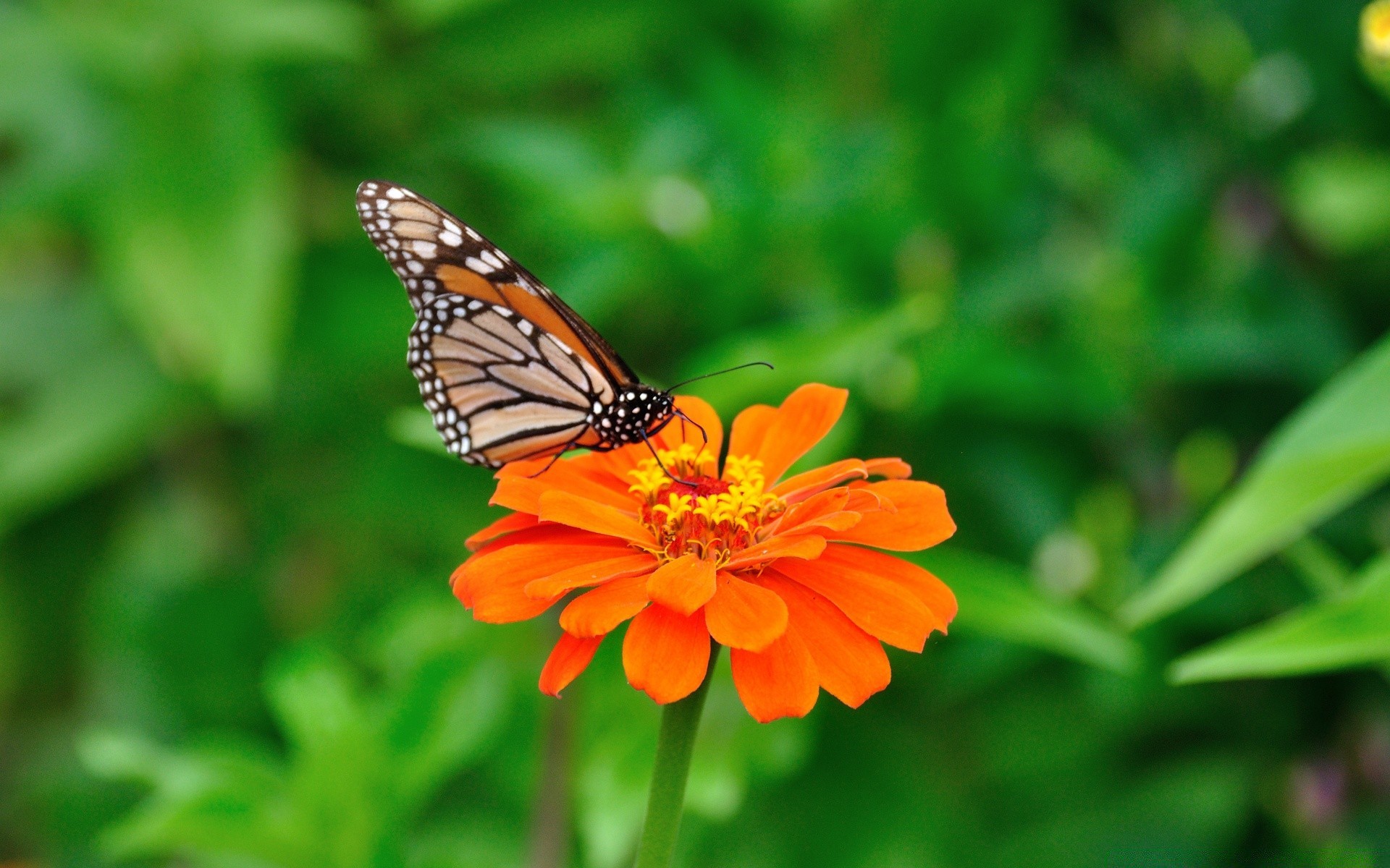 schmetterling natur insekt sommer im freien garten flügel flora blatt blume hell schließen farbe schön zart monarch